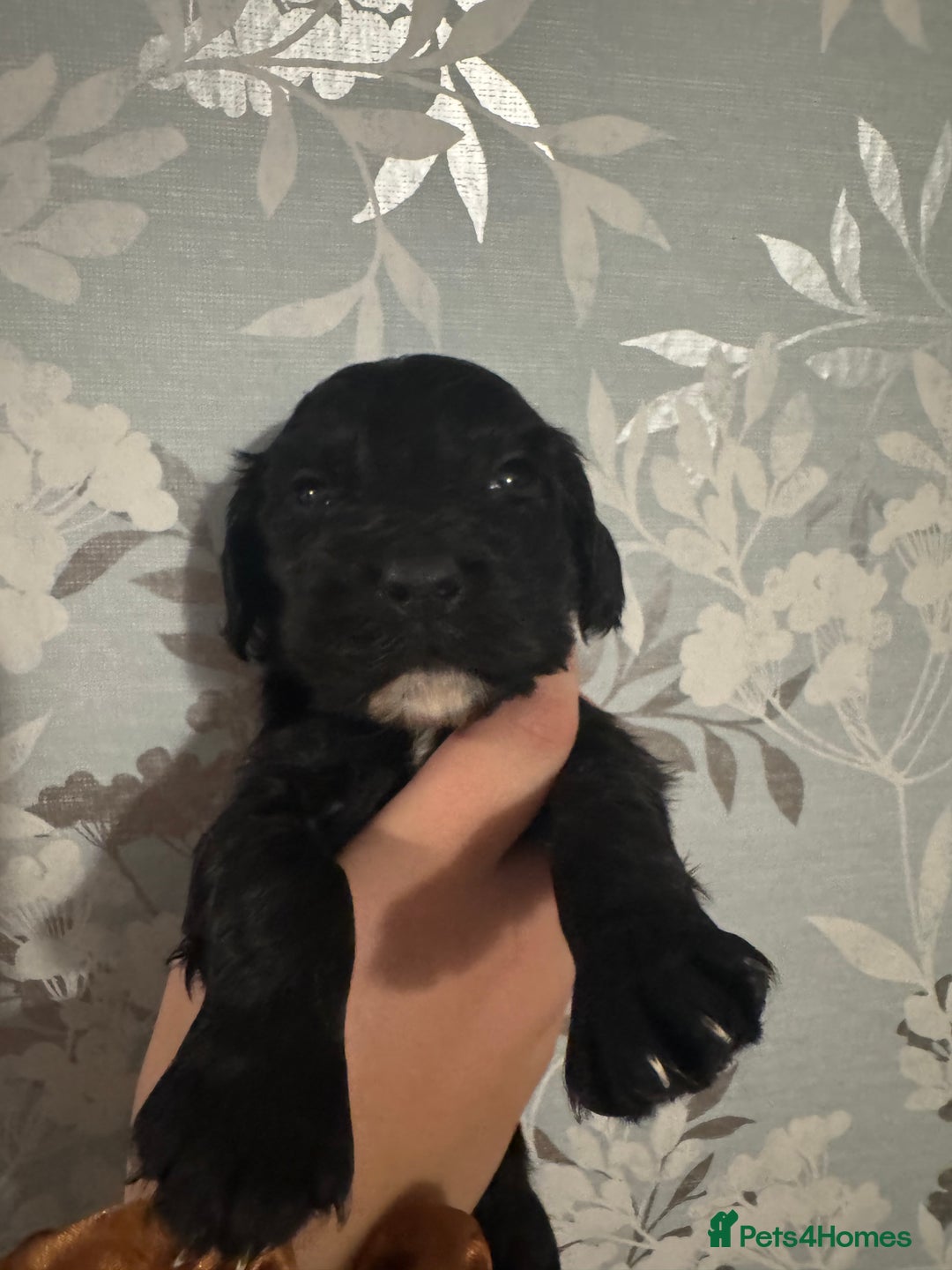 Cocker Spaniel dogs for sale: 1 BOY LEFT Stunning Cocker Spaniel puppies - Image 2