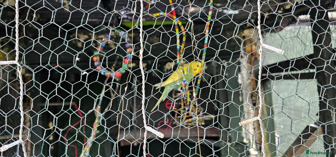 Budgerigars birds for sale: Goldfinch and  Canarys and budgies and cockatiels - Advert 5