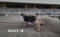 French Bulldog dogs for sale: French Bulldog puppies  - Image 12