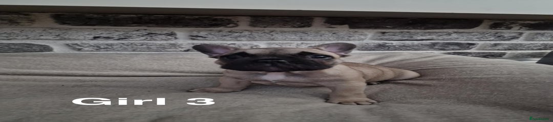 French Bulldog Puppy 4