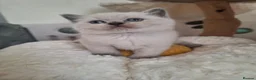 British Shorthair cats for sale: 🥳 BSH kitten, Colour point boy left 😺💕, London  - Advert 1