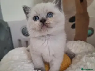 British Shorthair cats 🥳 BSH kitten, Colour point boy left 😺💕, London - Advert 6