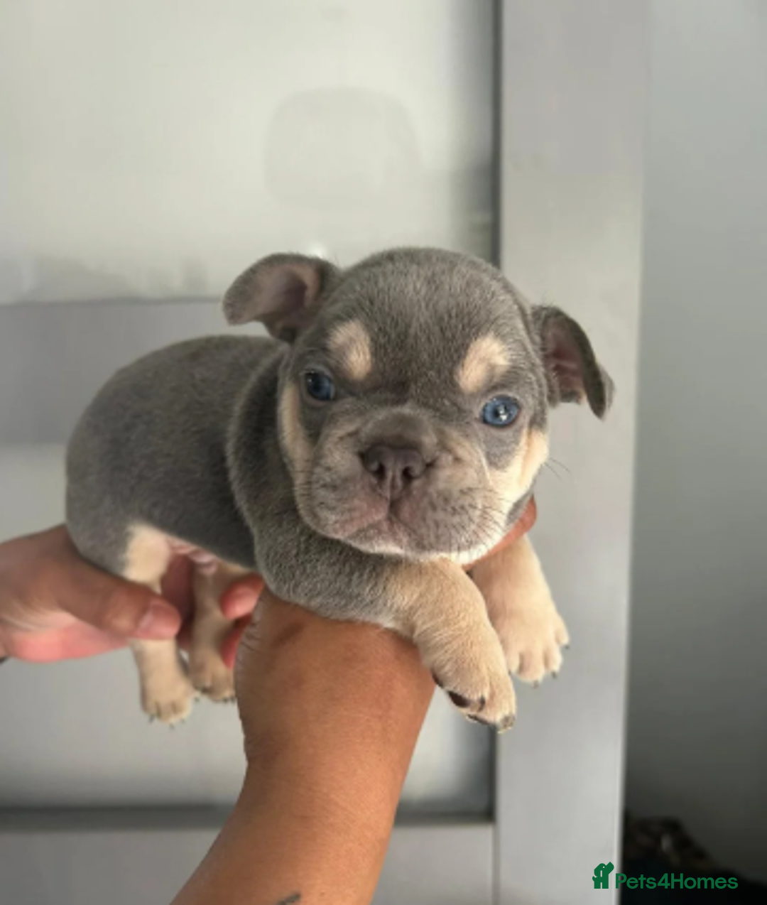 French Bulldog dogs for sale: Beautiful French Bulldog Puppies - READY NOW !! - Image 4