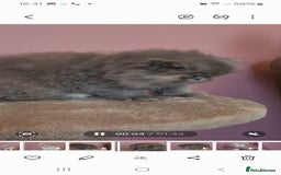 Exotic cats for sale: OUTSTANDING  QUALITY EXOTIC  KITTENS - Image 7
