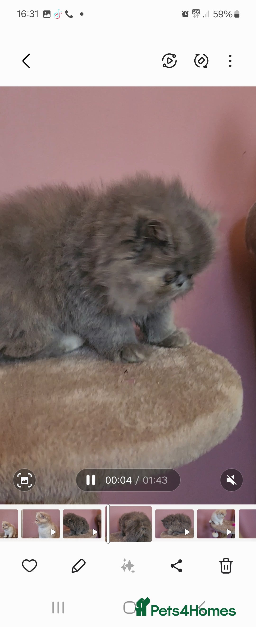 Exotic cats for sale: OUTSTANDING  QUALITY EXOTIC  KITTENS - Image 7