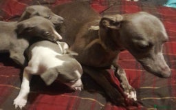 Whippet dogs for sale: KC Whippet puppies - Advert 2