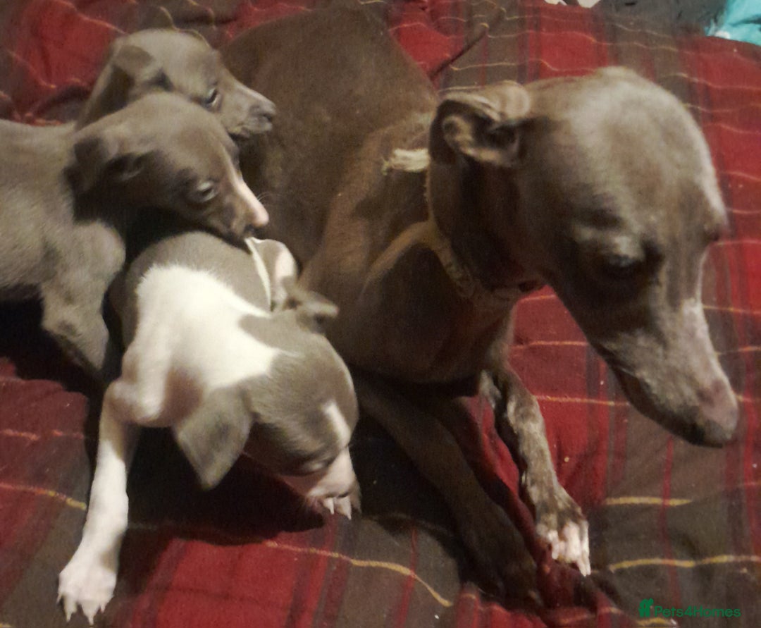Whippet dogs for sale: KC Whippet puppies - Advert 2