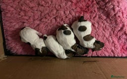 Jack Russell dogs for sale: Pedigree Jack Russell Terriers - Image 7