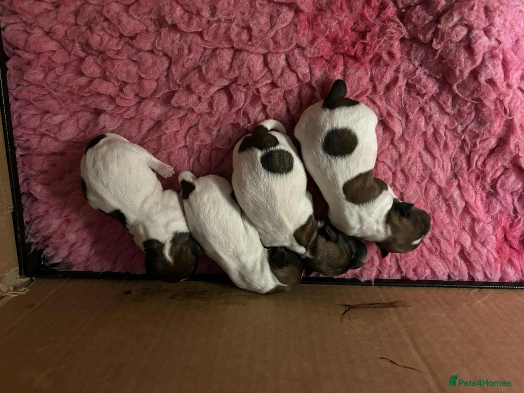 Jack Russell dogs for sale: Pedigree Jack Russell Terriers - Image 7