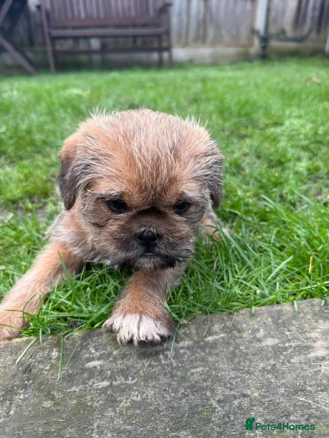 Mixed Breed dogs for sale: Puppies  - Advert 2