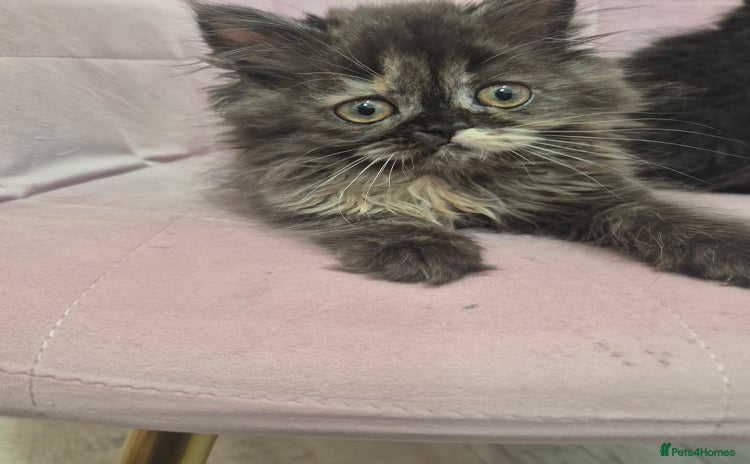 Persian cats - Advert 8