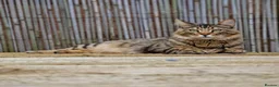 Mixed Breed cats for sale: Looking for a Home of Handsome BengalxMaine Coon in Hinckley - Advert 7