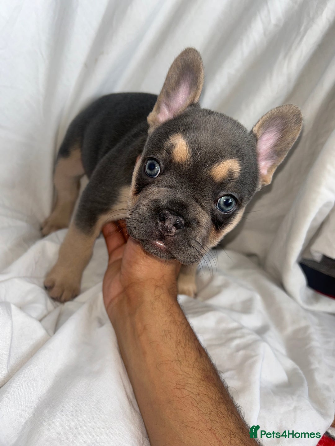 French Bulldog dogs for sale: French bulldog puppies fluffy carriers  - Image 29