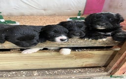 Mixed Breed dogs for sale: Golden retriever/Collie Mix pups - Advert 7