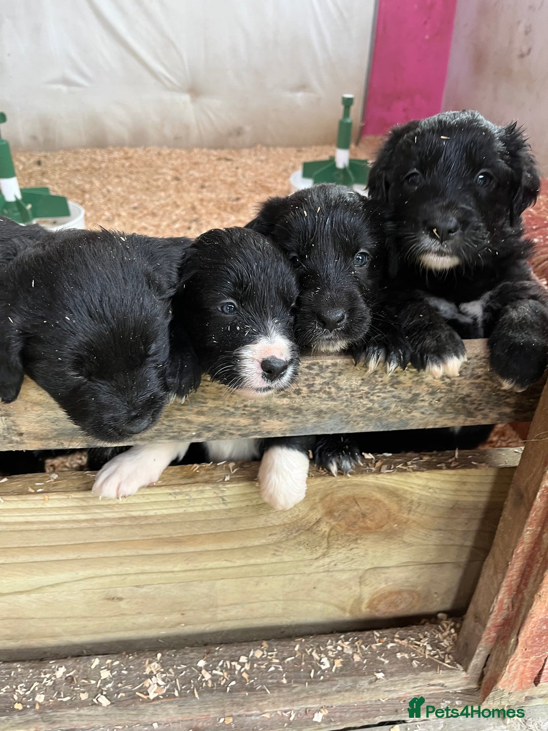Mixed Breed dogs for sale: Golden retriever/Collie Mix pups - Advert 7