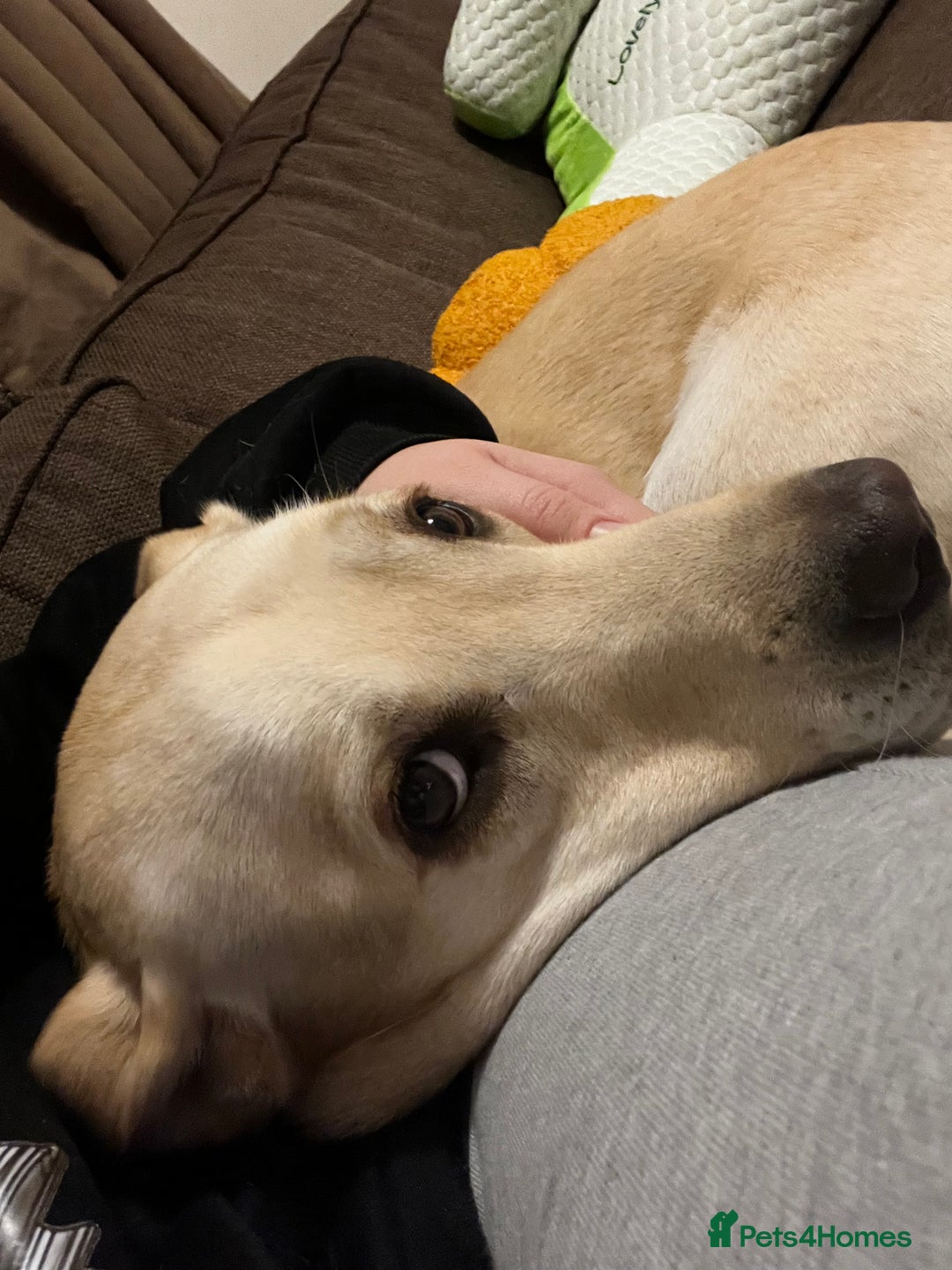 Golden Retriever dogs for sale: Golden retriever 6 years old  - Image 2