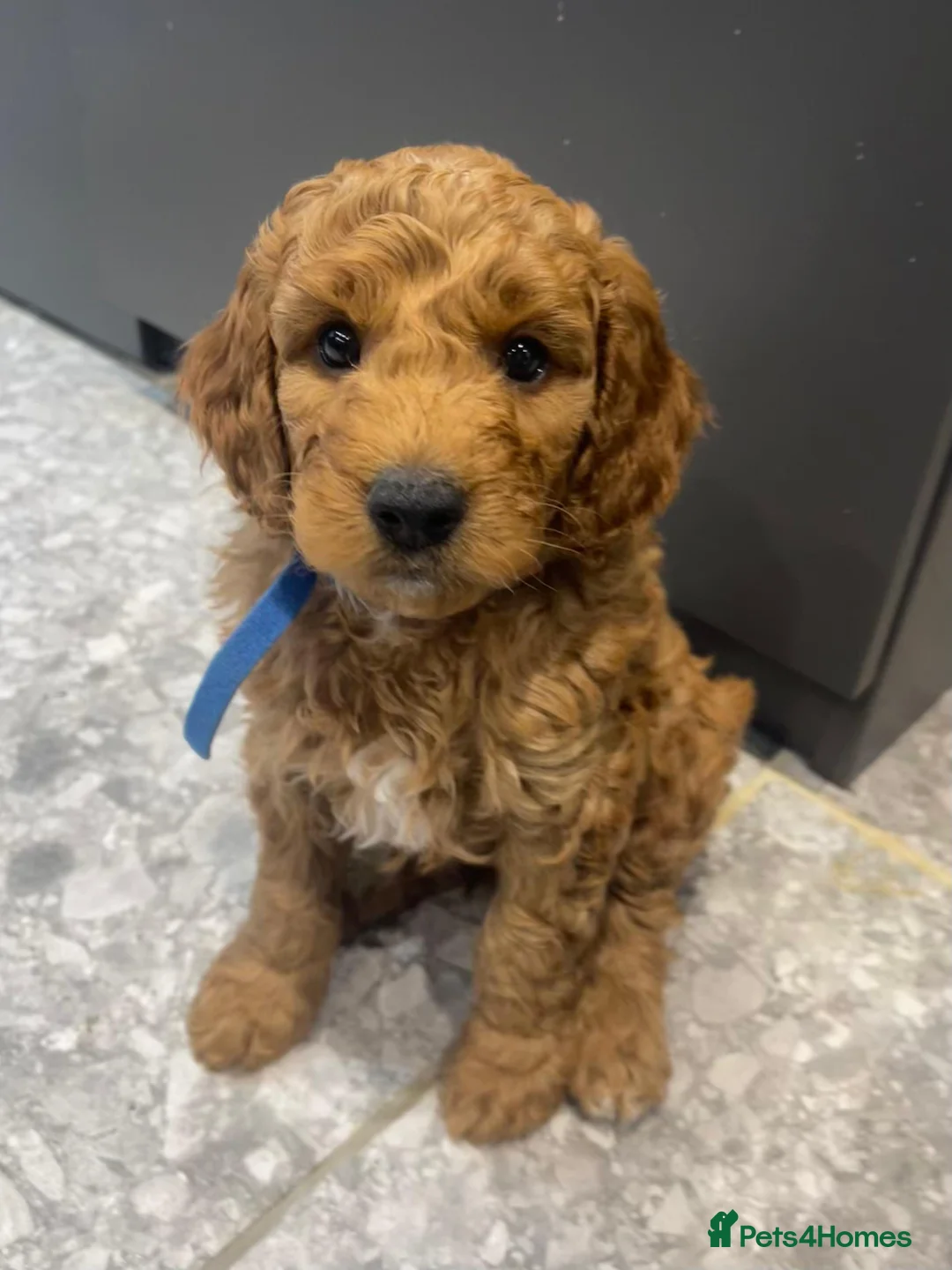 Cockapoo dogs for sale: Blond Boy Cockapoos looking for home - Advert 12