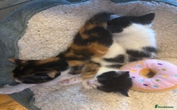 Mixed Breed cats for sale: Female kitten  - Image 5