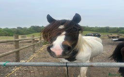 Trotter horses for sale: Two trotters - Image 2