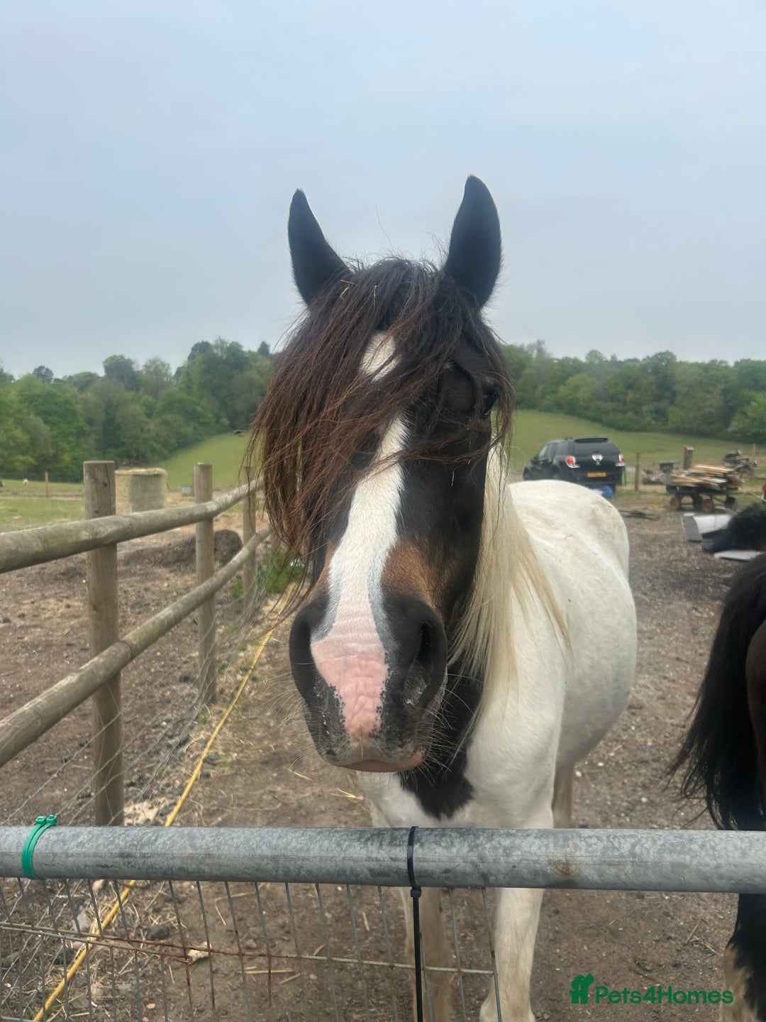 Trotter horses for sale: Two trotters - Image 2