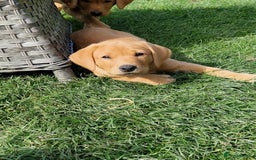 Labrador Retriever dogs for sale: KC Reg Fox-red Lab puppies, working type - Image 16