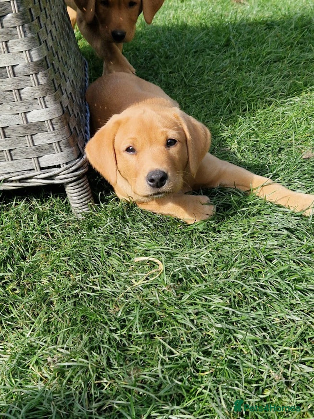 Labrador Retriever dogs for sale: KC Reg Fox-red Lab puppies, working type - Image 16