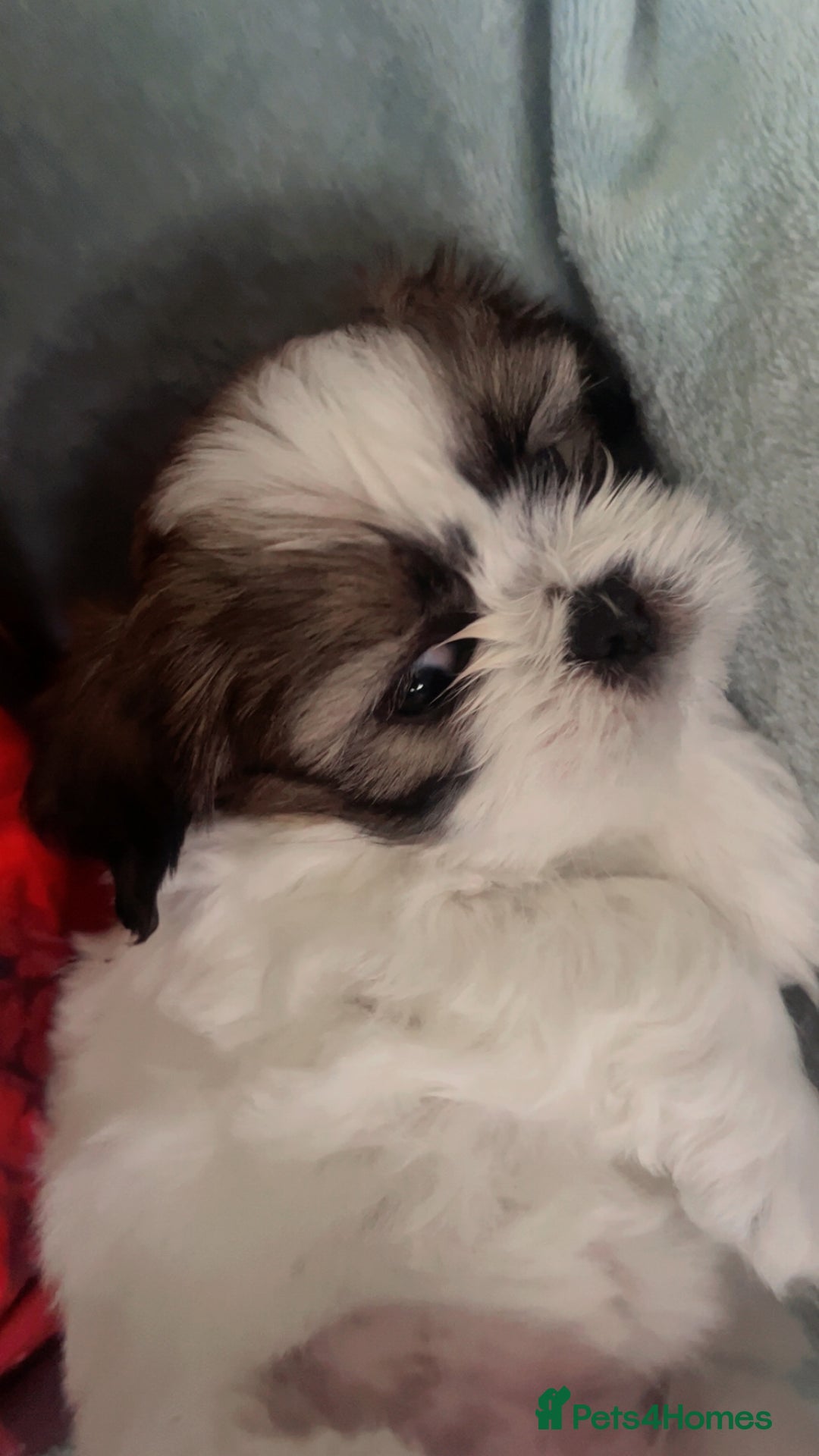Shih Tzu dogs for sale: 5 beautiful puppies available  - Image 9