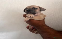 Mixed Breed dogs for sale: French bulldog X English bulldog cross breed  - Image 3