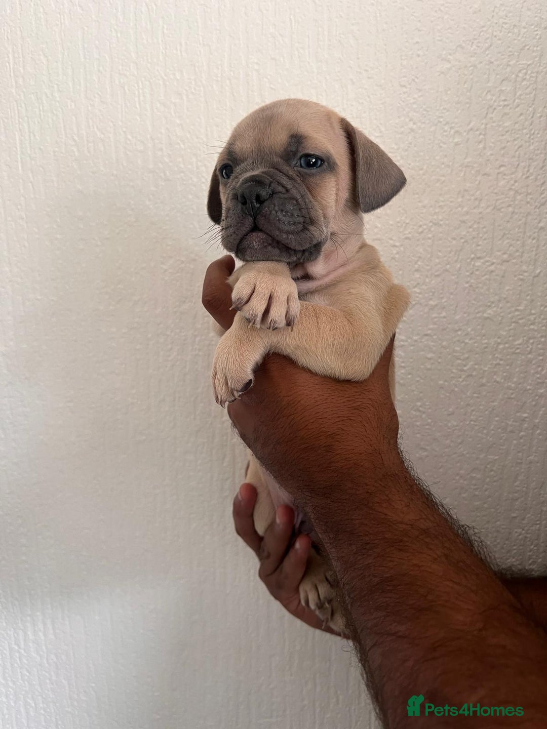 Mixed Breed dogs for sale: French bulldog X English bulldog cross breed  - Image 3