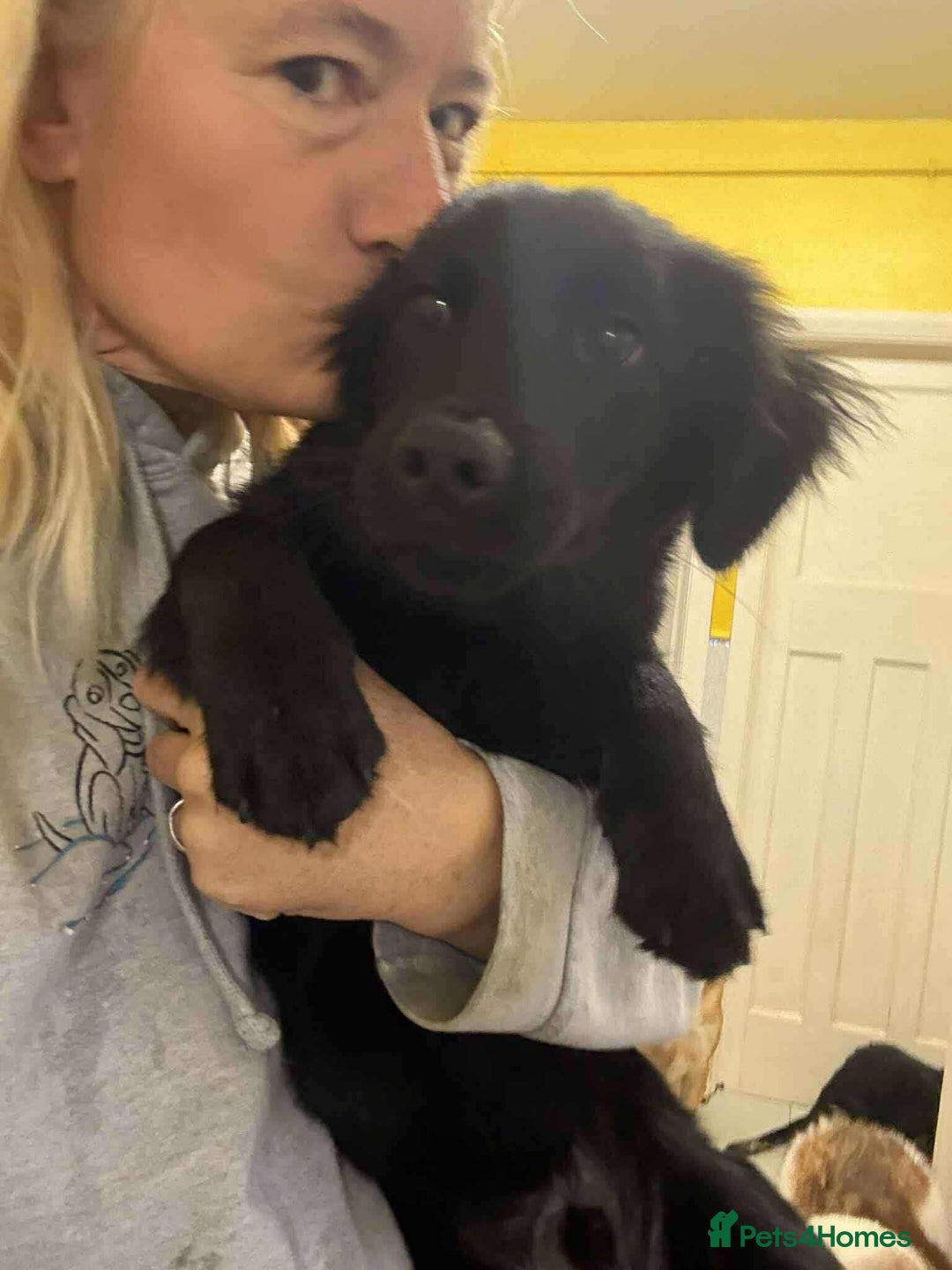 Mixed Breed dogs for adoption: Morgan - Ipswich Suffolk  - Advert 2