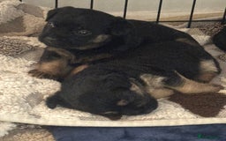 Border Terrier dogs for sale: Beautiful Border Terrier Pups - Image 10