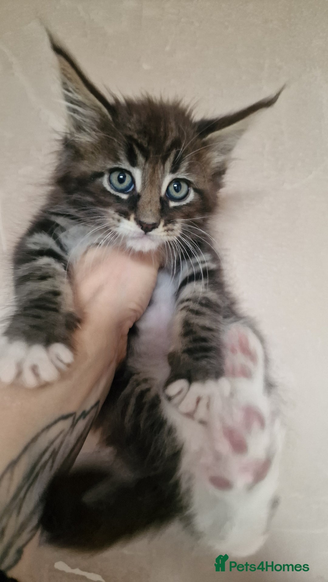 Maine Coon cats for sale: Beautiful Mainecoon kittens  - Advert 11