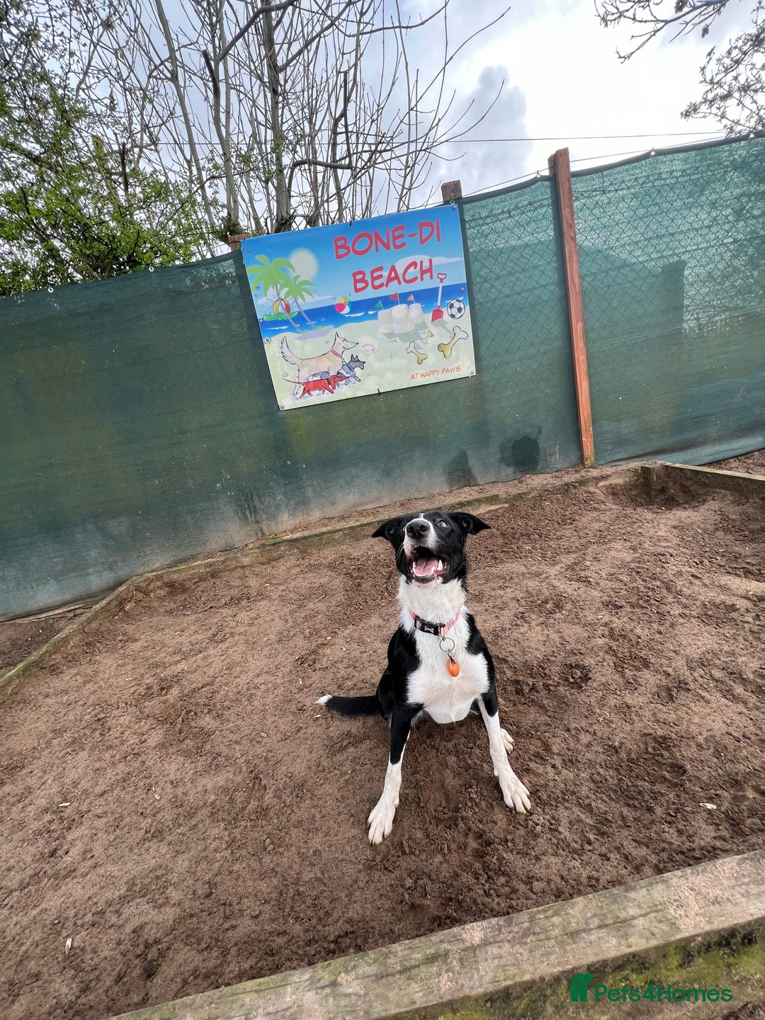 Border Collie dogs for sale: Cooper & Peach  - Image 15
