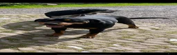 Rottweiler dogs for sale: Big chunky Rottweiler puppies  - Advert 3