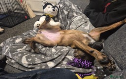 Belgian Shepherd Dog dogs for sale: Belgian malinois  - Advert 5