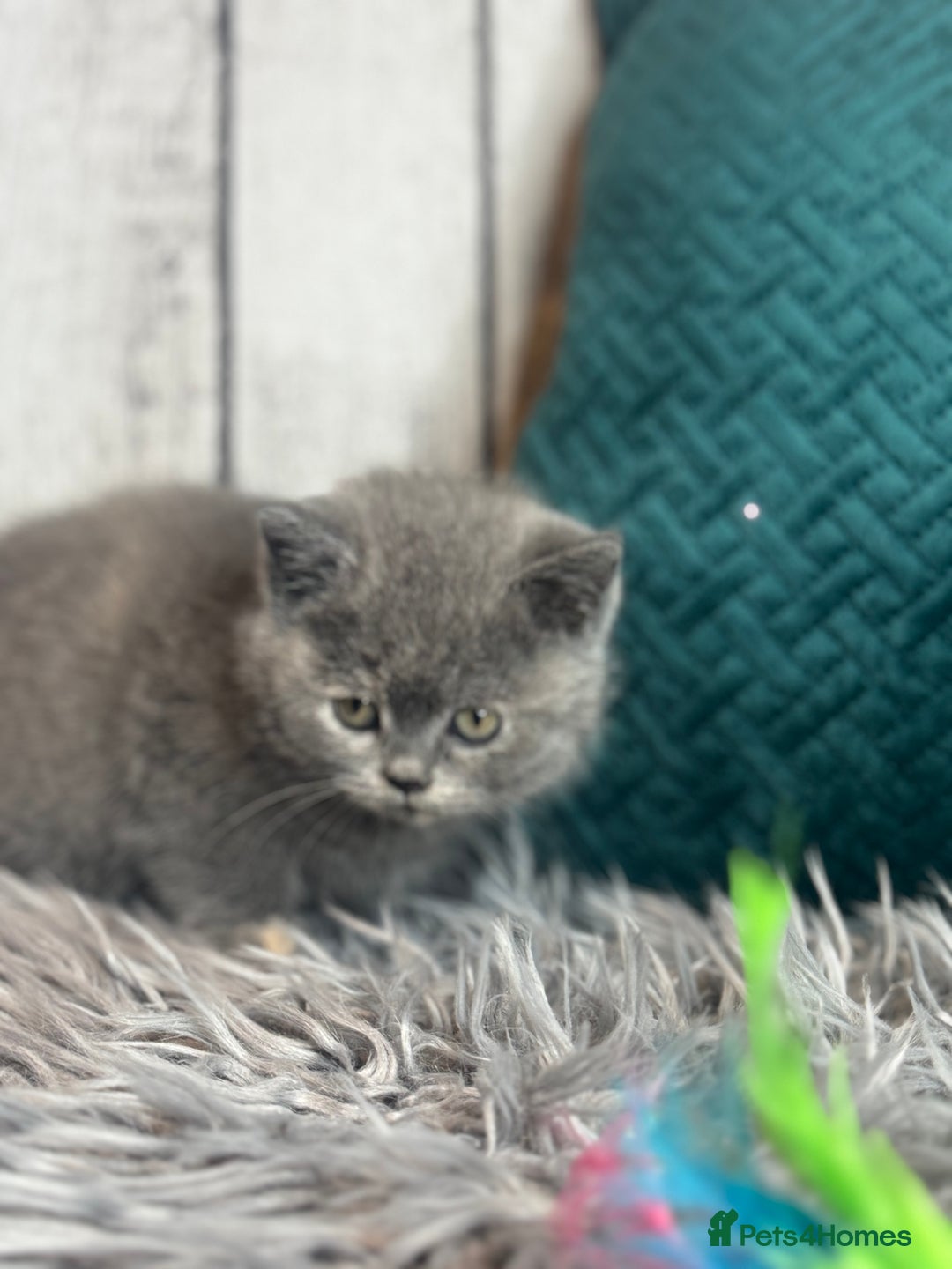 British Shorthair cats for sale: British Shorthair Kittens blue tortie  - Advert 15