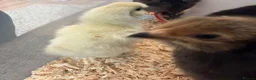 Chickens poultry for sale: Polish & silkie chicks  - Advert 3