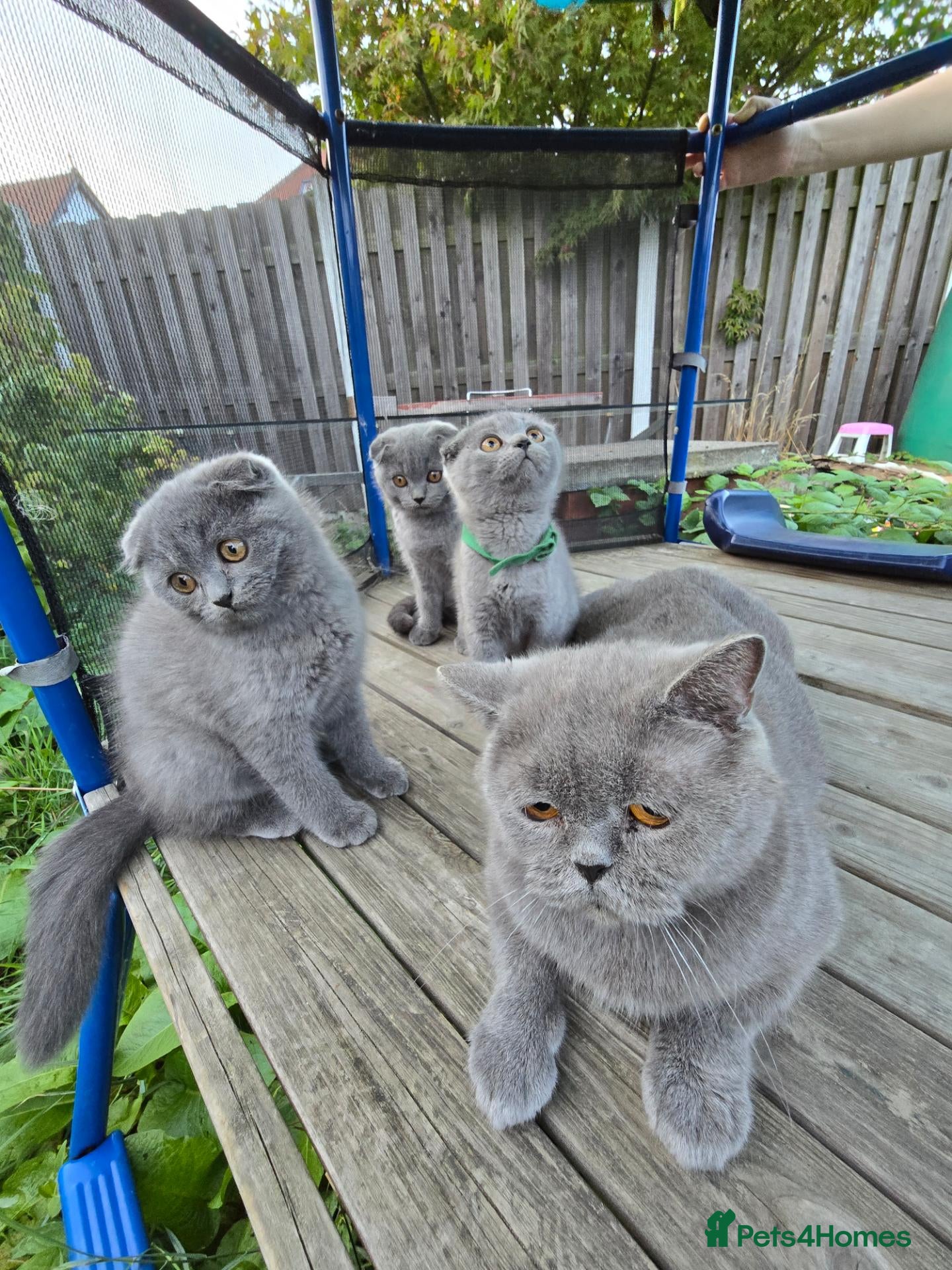 Scottish Fold cats Kittens scottish fold blue color - Advert 1