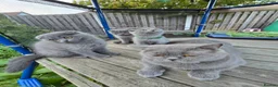 Scottish Fold cats for sale: Kittens scottish fold blue color - Advert 1
