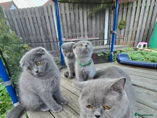 Scottish Fold cats Kittens scottish fold blue color - Advert 18