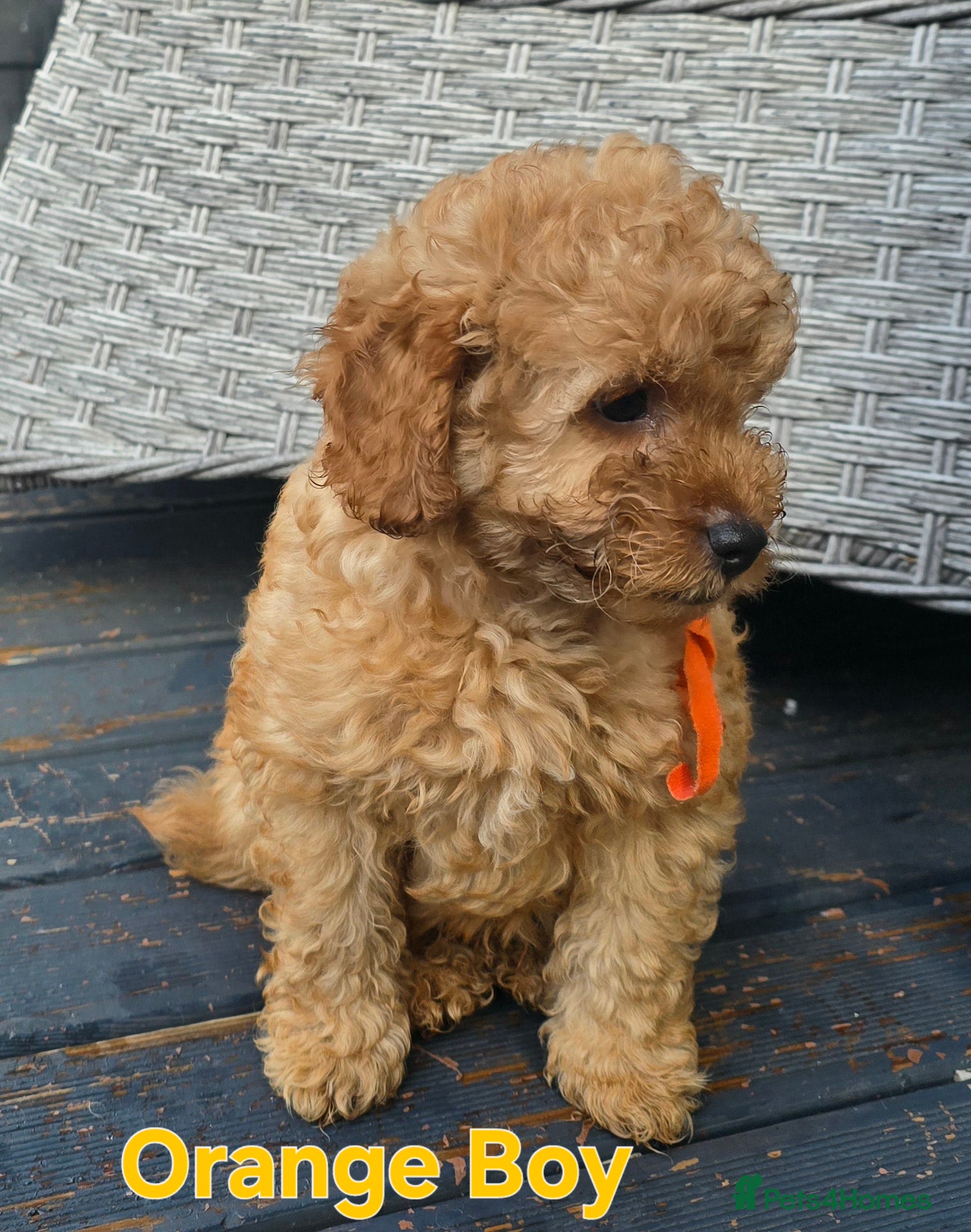 Maltipoo dogs 🐶2 gorgeous maltipoo boys, ready to leave🐶 - Advert 2