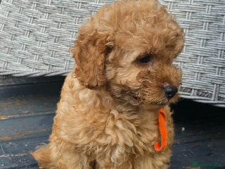 Maltipoo dogs 🐶2 gorgeous maltipoo boys, ready to leave🐶 - Advert 2