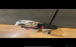Staffordshire Bull Terrier dogs for sale: Blue and Merle girl Staffordshire Bull Terrier - Image 13