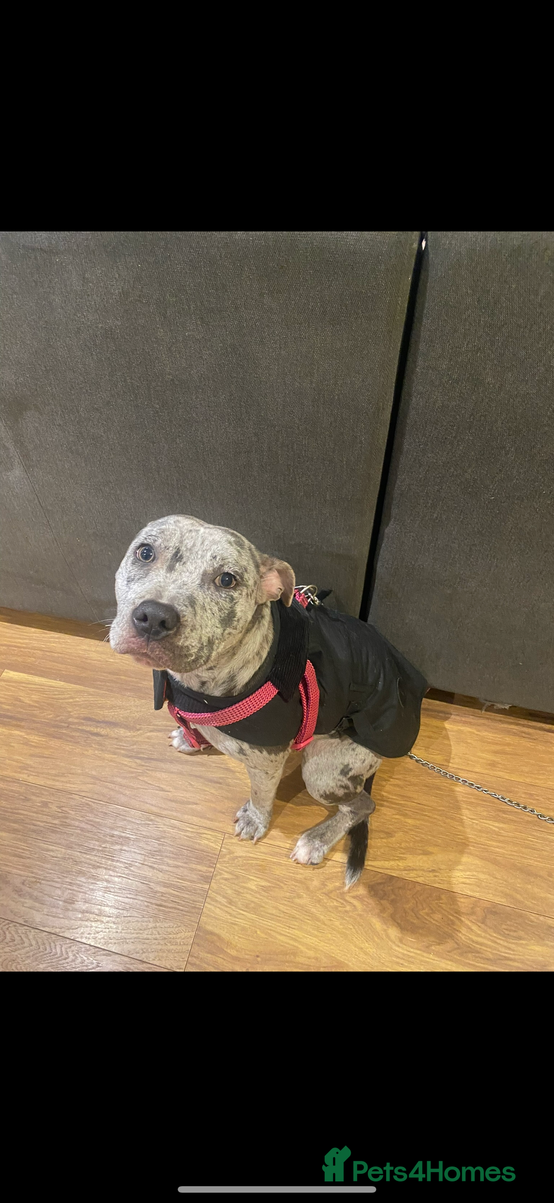 Staffordshire Bull Terrier dogs for sale: Blue and Merle girl Staffordshire Bull Terrier - Image 13