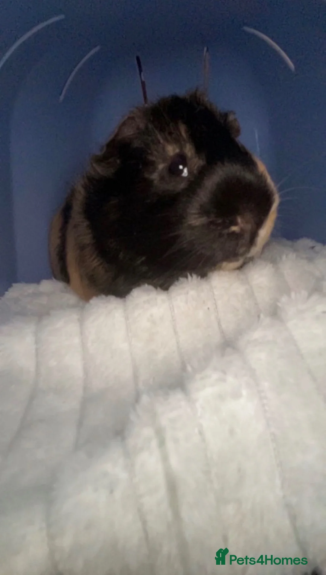 Guinea Pig rodents for sale: 3 Guinea pigs (1 male, 2 female) - Advert 2