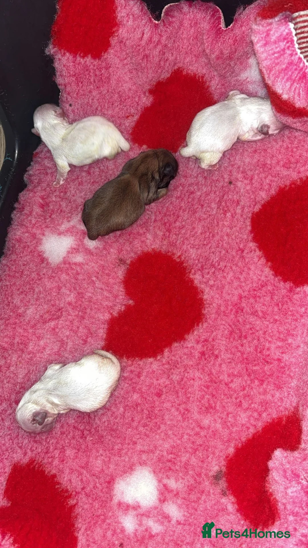 Pekingese dogs for sale: Stunning high quality Pekingese puppies  - Advert 2