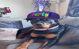 Rottweiler dogs for sale: 1 year old Rottweiler girl  - Image 4