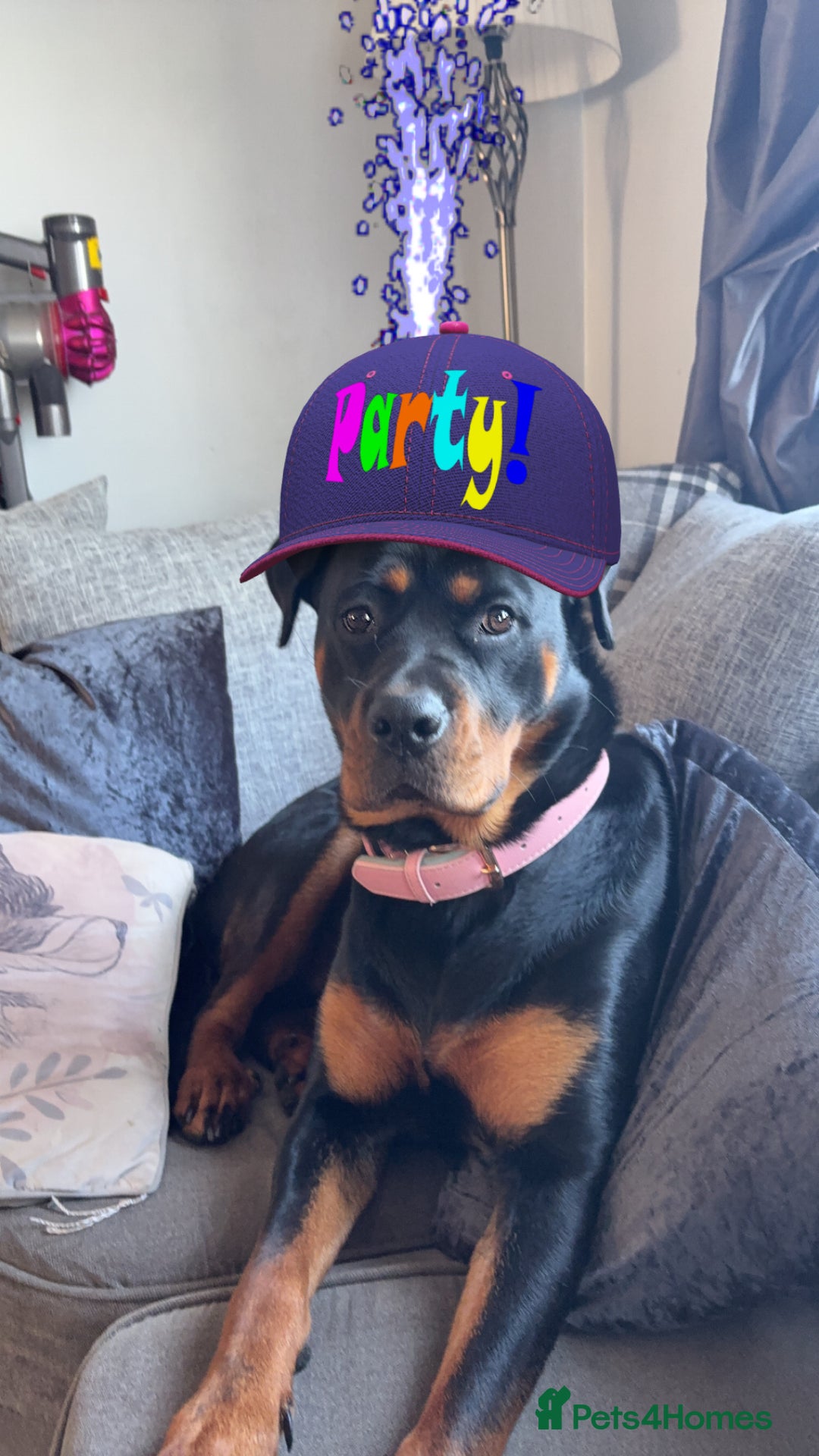 Rottweiler dogs for sale: 1 year old Rottweiler girl  - Image 4