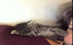 Mixed Breed cats for sale: Tabby Bengal Mix Kittens Ready  - Image 3