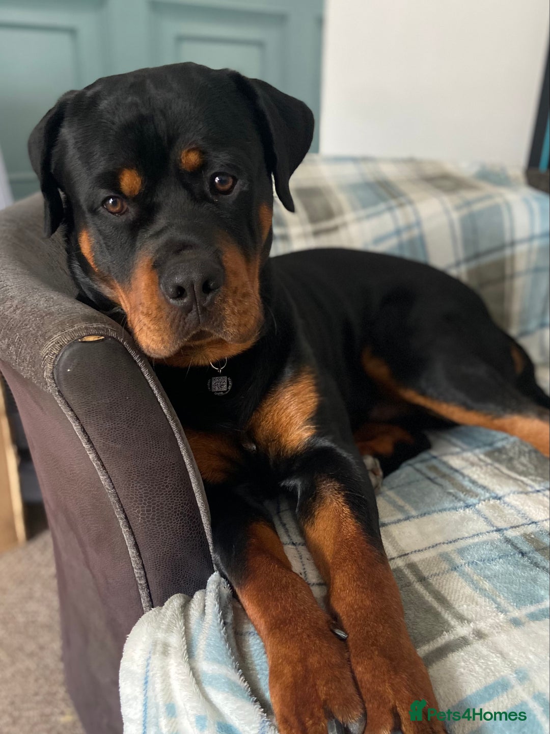 Rottweiler dogs for sale: Dave.  - Advert 11